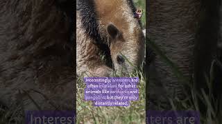 Anteater didyouknow facts [upl. by Laws241]