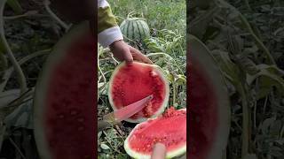 Watermelon viral watermelon [upl. by Llieno567]