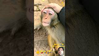 बंदर को मालीस करवा ने में मजा आता है 👍🤪🤣 l monkey cute animals shorts viral [upl. by Eilraep783]