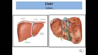 Liver and Biliary system Anatomy L 1 [upl. by Tereve]