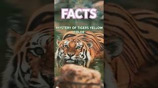 WHY THE TIGERS COLOR IS YELLOW🟡 ❓ MYSTERY facts shortsfeed trending [upl. by Modestine]