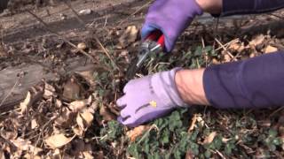 How to Cut Back Catmint in Spring [upl. by Haniraz]