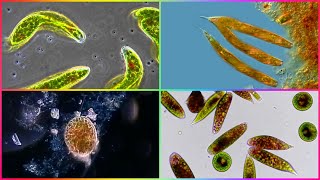 Ciclo de Vida de las Euglenas [upl. by Bren]