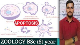 ZOOLOGY ll BSc 1st Year UNIT II APOPTOSIS [upl. by Karlise]