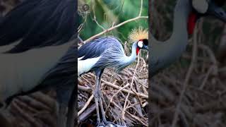 Grou Coroado africano aves savana africa serengeti [upl. by Hernando]