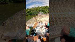 🍂 Fall Fishing is Lit in the Bay 🍂 Tampabay Fishing [upl. by Vittorio]