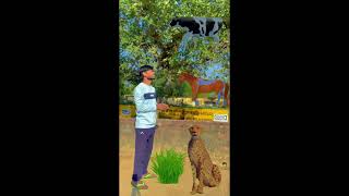 🔥Tiger ने चिंटू को खा गयाwait for end 👍🤪shorts funny viralvideo shortsfeed [upl. by Ardnahs]