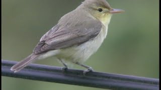 Hypolaïs polyglotte  Melodious Warbler  Orpheusspötter  Hippolais polyglotta [upl. by Sikata]