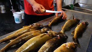 How to Fillet Walleye the RIGHT way [upl. by Ssitruc]