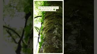 Take a deep breath and relax 🌿relaxingmusic meditationmusic stressrelief [upl. by Wieche]