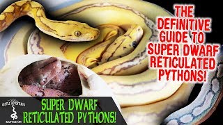 SUPER DWARF RETICULATED PYTHONS WITH REACH OUT REPTILES the definitive SD retic guide [upl. by Legnaesoj768]