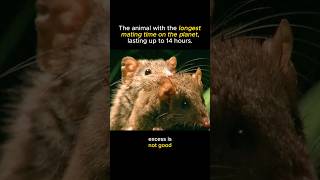 Antechinus  as the animal with the longest mating duration on Earth [upl. by Neirad]