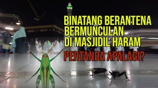 Belalang Bermunculan di Depan Kabah [upl. by Marian170]