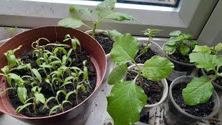 How to Grow Aubergine from Seed at Home Shoker bagan UK 2024 [upl. by Vivyanne772]