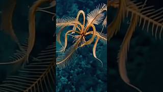 NEW DISCOVER SPECIES FEATHER STAR [upl. by Fox]