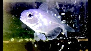 シマハナビラウオ Silver driftfish Psenes maculatus [upl. by Leoj]