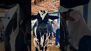 BIGGEST NELORE SERILON BULL  BRAHMAN CATTLE FARM  S4SIDDIQUE shorts ytshorts trending viral [upl. by Naivaf]