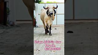 Unique Liladi Gir Cow For sale✨🔥 8238003377gopalrathod cow animals shorts trending [upl. by Nickie356]