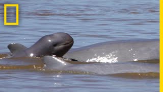 Endangered River Dolphin Species’ Numbers On the Rise  National Geographic [upl. by Rennoc]