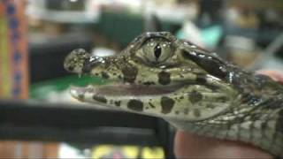 South Carolina Reptile Expo [upl. by Eerazed]