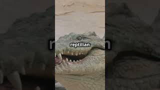 Eaten by Crocodiles  The Terrifying Tale of Ramree Island shorts youtubeshorts [upl. by Shayn]