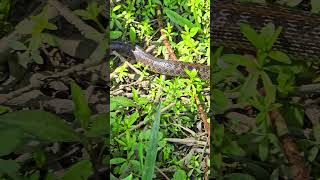 Aesculapian snake in a small forest  a very beautiful reptile in nature [upl. by Ymassej125]