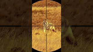 Coyote hunting with sniper rifle wildlife coyote coyotehunt shorts snipers huntingvideos [upl. by Nnylkoorb]