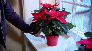 Poinsettia Care Guide [upl. by Legyn]