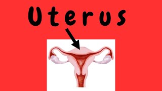 Uterus [upl. by Ellissa781]