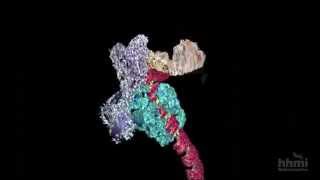 DNA Transcription Advanced Detail  HHMI BioInteractive Video [upl. by Mcilroy]