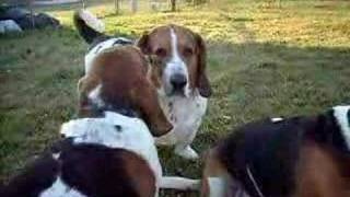 Bassets Hound Barking [upl. by Annayehc787]