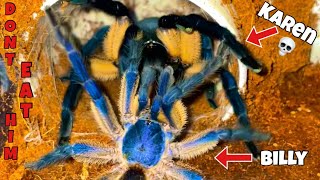 Extremely Blue Tarantula Breeding🤩Billy’s first girlfriend❤️🥹 [upl. by Aurea]