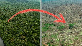 EU sponsrar skövlingen av regnskog i Amazonas och struntar i följderna för klimatet [upl. by Tamis82]