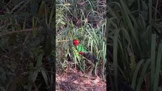 King parrots eating Dianella caerulea fruit [upl. by Anayia]