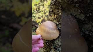 Birch Polypore  Natures Bandaid [upl. by Themis]