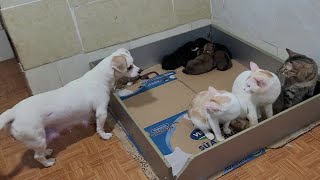 Mother Dogs Reaction to Cats Occupying Her Familys Bed [upl. by Wahkuna]