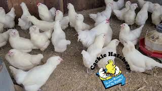 White Ameraucana chickens  Cackle Hatchery [upl. by Fifi]