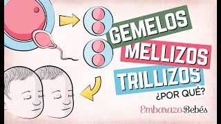 Por qué se forman GEMELOS MELLIZOS Y TRILLIZOS 👶🏼👶🏼 ¿Qué diferencia hay [upl. by Eytteb171]