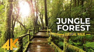 4K Nature Treasures of Hawaii Botanical Garden  Jungle Forest Cinematic Virtual Walk Slow Motion [upl. by Lockwood]