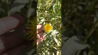 النبات رقم ٣٥ القرطم  العصفر  Carthamus tinctorius  Safflower [upl. by Idnahr979]