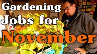 Overwintering Begonia Bulbs  Gardening Jobs For Autumn  November [upl. by Siroled872]