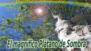 El Plátano o Platanera de Sombra  Platanus x hispanica [upl. by Llezo940]