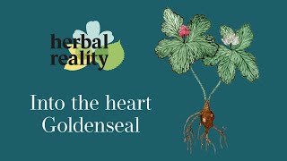 Goldenseal Rooting for Natural Health [upl. by Benoite]