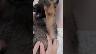 Dog tickle ❤️😁😊😁😜🙌❤️doglover dog shortvideo shorts funny funnyanimals love [upl. by Thorsten]