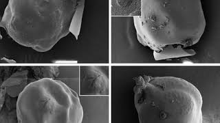 Nematode Morphology [upl. by Isador946]