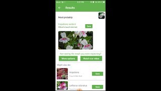 PlantSnap identifies an Olivers touchmenot Impatiens sodenii [upl. by Anir]