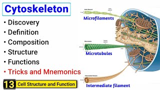 Cytoskeleton  microtubules microfilaments and intermediate filaments  With Tricks [upl. by William]