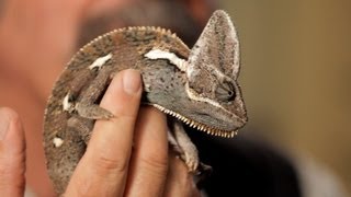 6 Care Tips for Chameleons  Pet Reptiles [upl. by Ahsan]