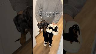 Dachshund slippers are much better🥹🐶 dachshund slippers gift [upl. by Neetsirk637]