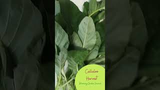 Callaloo Harvest garden gardenharvest callaloo [upl. by Hux]